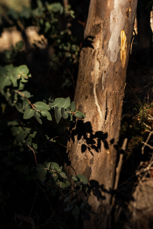 Sarah & Tim; A Magical High Country Elopement